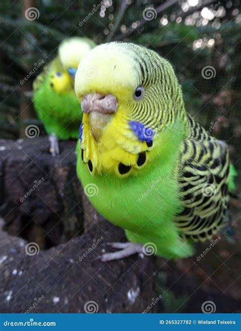 A curious green budgie stock photo. Image of bright - 265327782