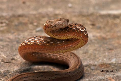 How To Identify and Avoid The World's Most Venomous Snakes » Explorersweb