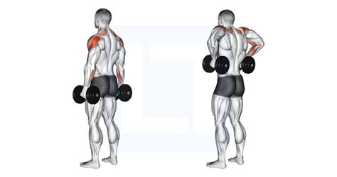 Dumbbell Rear Delt Raise - Guide, Benefits, and Form