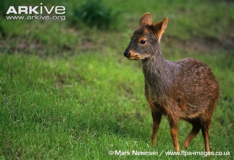 Southern Pudu, Pudu puda (Artiodactyla, Cervidae) | Mammals, Wildlife photos, Animals beautiful