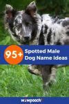 95+ Marvelous Spotted Male Dog Name Ideas - WowPooch