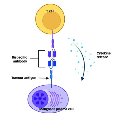 Mechanism of action of bispecific T-cell engager antibody with... | Download Scientific Diagram