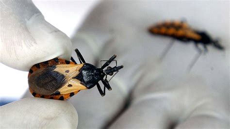 8 claves sobre el chipo y la enfermedad de Chagas – Prodavinci