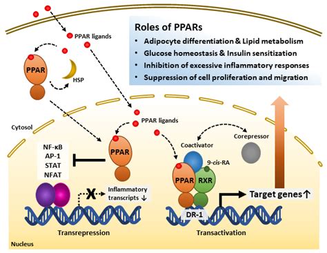 Overview of Peroxisome Proliferator-Activated Receptors | Encyclopedia MDPI