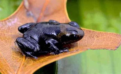 black pigmentation dark pigmentation melanin melanism melanistic animal | Melanism, Melanistic ...