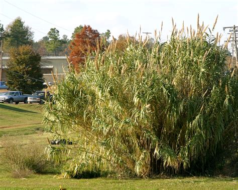 Giant Reed (Arundo donax) - Tualatin Soil and Water Conservation District