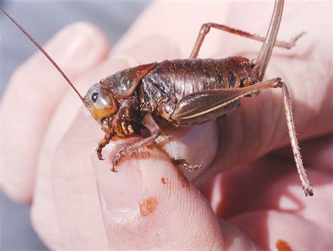 Huge cannibal crickets are massing on our eastern border - seattlepi.com