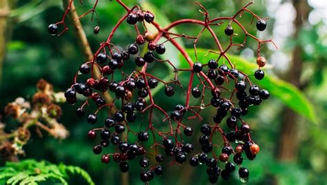 Are Any Berries Poisonous To Dogs