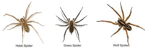 Spider Identification: Hobo Spider vs Grass Spider vs Wolf Spider | Wolf spider, Hobo spider ...