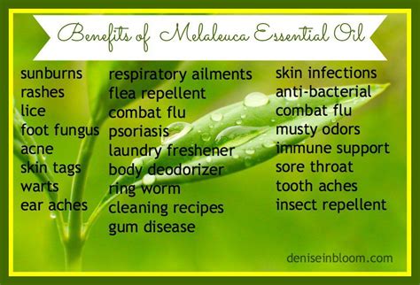 Benefits of Melaleuca Essiential Oil | Melaleuca essential oil, Melaleuca oil, Essential oil for ...