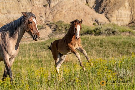 Theodore Roosevelt National Park Photo Workshop - Chuck Haney Outdoor Photography