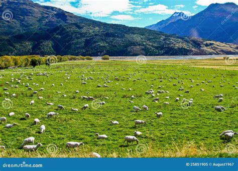 Sheep in farm stock image. Image of natural, background - 25851905