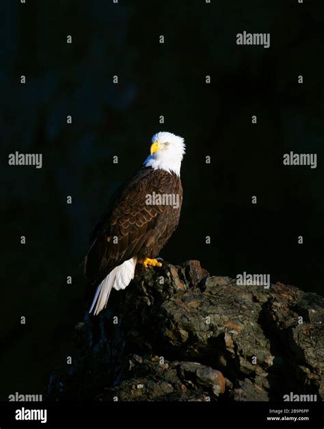 Bald eagle on rock on hi-res stock photography and images - Alamy