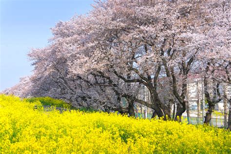 Cherry blossoms and Rapeseed blooms at Saitama. | Cherry blo… | Flickr