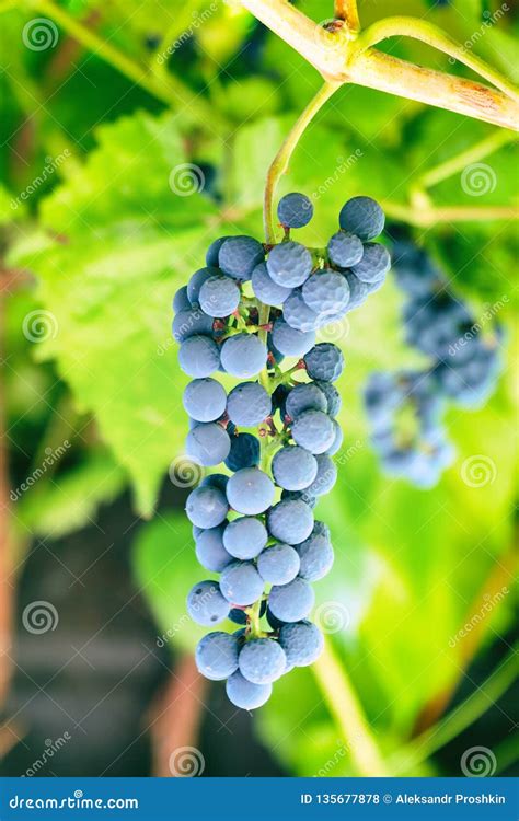 Bunch of Lilac Grapes in Vineyard Stock Photo - Image of fall, wine: 135677878