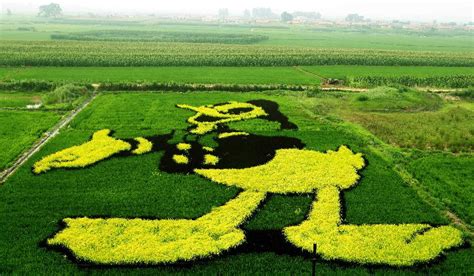 Simply Creative: China Rice Paddy Art