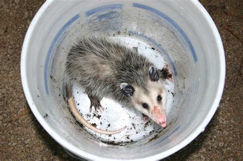 Possum – Control | Walter Reeves: The Georgia Gardener