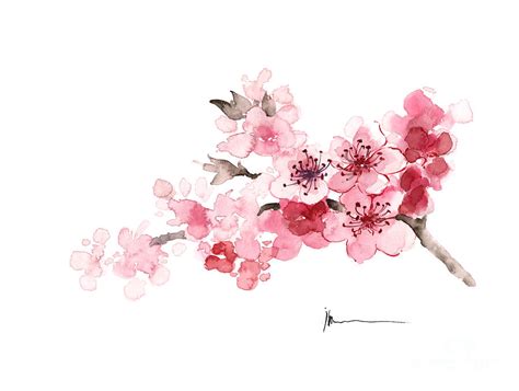 Cherry Blossom Branch Watercolor Art Print Painting Painting by Joanna Szmerdt