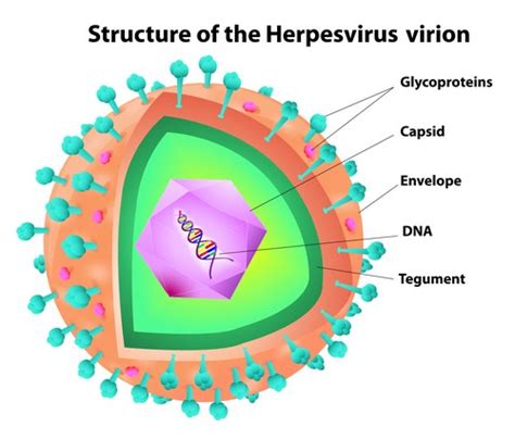 Vaccines for Virus from Herpesviridae Family - Creative Biolabs