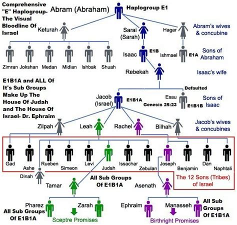 Family tree of Abraham grouped by DNA haplotype | Bible genealogy, Bible study scripture, Bible ...