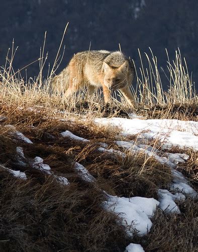 Zorro Culpeo (Karukinka, Tierra del Fuego) (Wildlife Conse… | Flickr