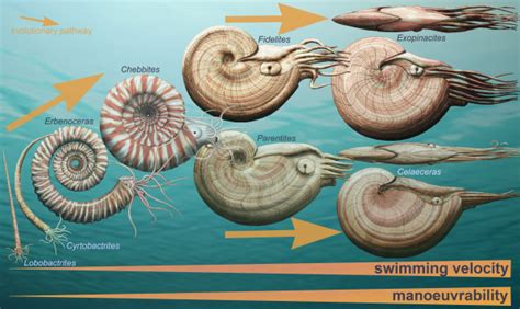 Morphological evolution of externally-shelled cephalopods during the... | Download Scientific ...