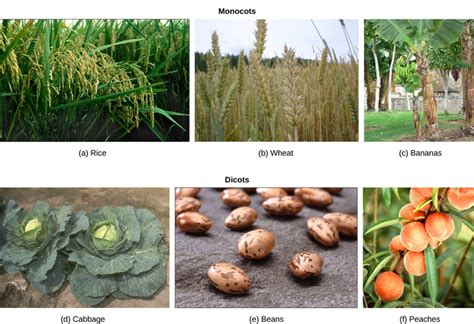 Angiosperm Monocot Examples