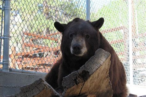 Big Bear Alpine Zoo: Palm Springs Attractions Review - 10Best Experts ...