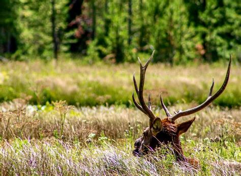 Premium Photo | Elk in yellowstone