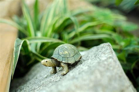 Small green turtle on rock image - Free stock photo - Public Domain ...