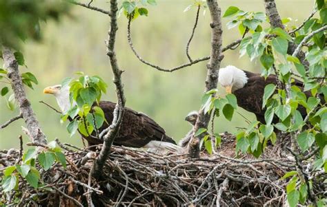 Tongass National Forest | Audubon Alaska