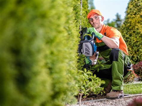 Tree Shaping - Arborists Melbourne