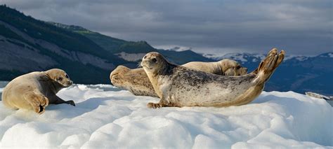 Alaska Harbor seals Icy Bay, Wrangell - St. Elias National Park, Alaska. | Expeditions Alaska