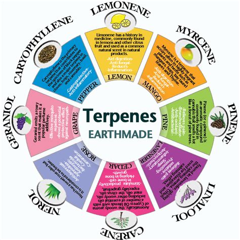 Terpenes - Just A Few Of The Hidden Benefits Locked In Nature. | by ...