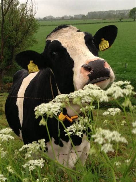 “the only thing better than smelling the flowers is eating them.” -cow hugh highlander, highland ...