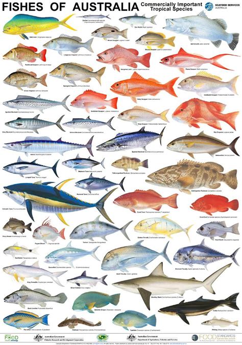 Fish chart, Fish illustration, Sea fish