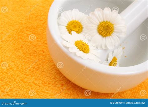 Camomile stock photo. Image of pestle, flower, herbalism - 2618980