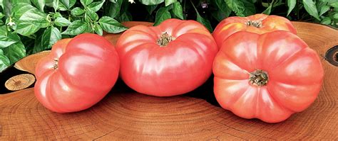 Dwarf Zoe’s Sweet Tomato - A Comprehensive Guide | World Tomato Society
