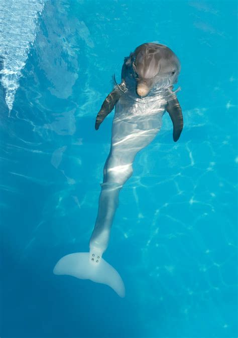 Pictured: The world's first bionic sea creature: Winter the dolphin gets a prosthetic tail ...