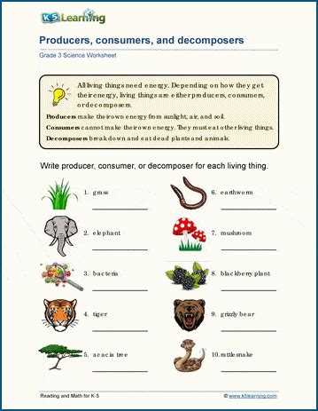 Simple Food Chain Worksheet