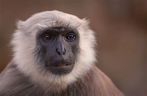 Bengalischer Hanuman-Langur in der Zoom Erlebniswelt Foto & Bild ...