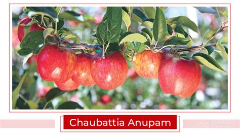 Top 15 Apple Varieties in India | Types of Apple