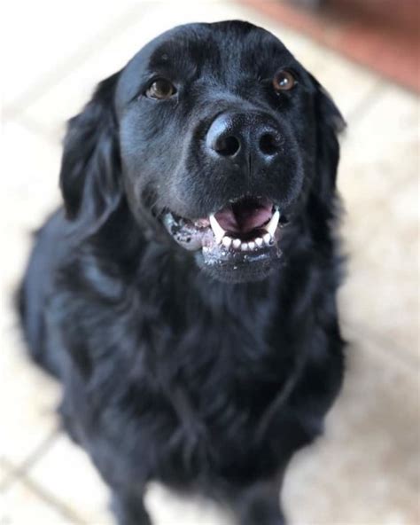 Black Golden retriever: The strikingly different dog - Golden Retriever ...