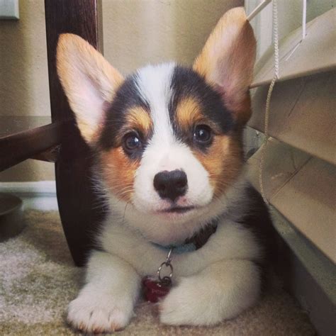 Pin on I Love CORGIS