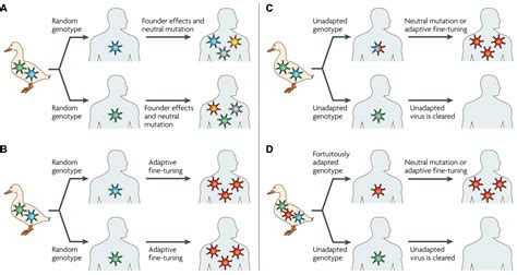 Emerging pathogen evolution: Using evolutionary theory to understand ...