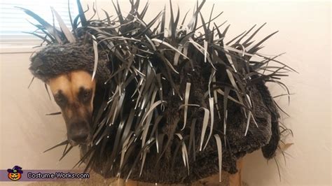 Porcupine Dog's Costume | Unique DIY Costumes - Photo 3/3