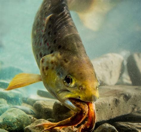 Do Trout Eat Frogs? - Fishmasters.com