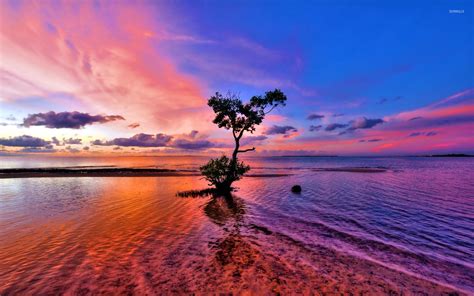 Beautiful sunset sky behind the lonesome tree on the beach wallpaper - Beach wallpapers - #51705