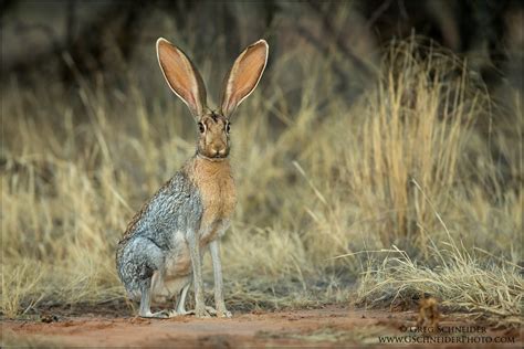 Adult Antelope Jackrabbit at dusk