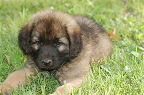 Newfoundland Dog vs Leonberger - Breed Comparison